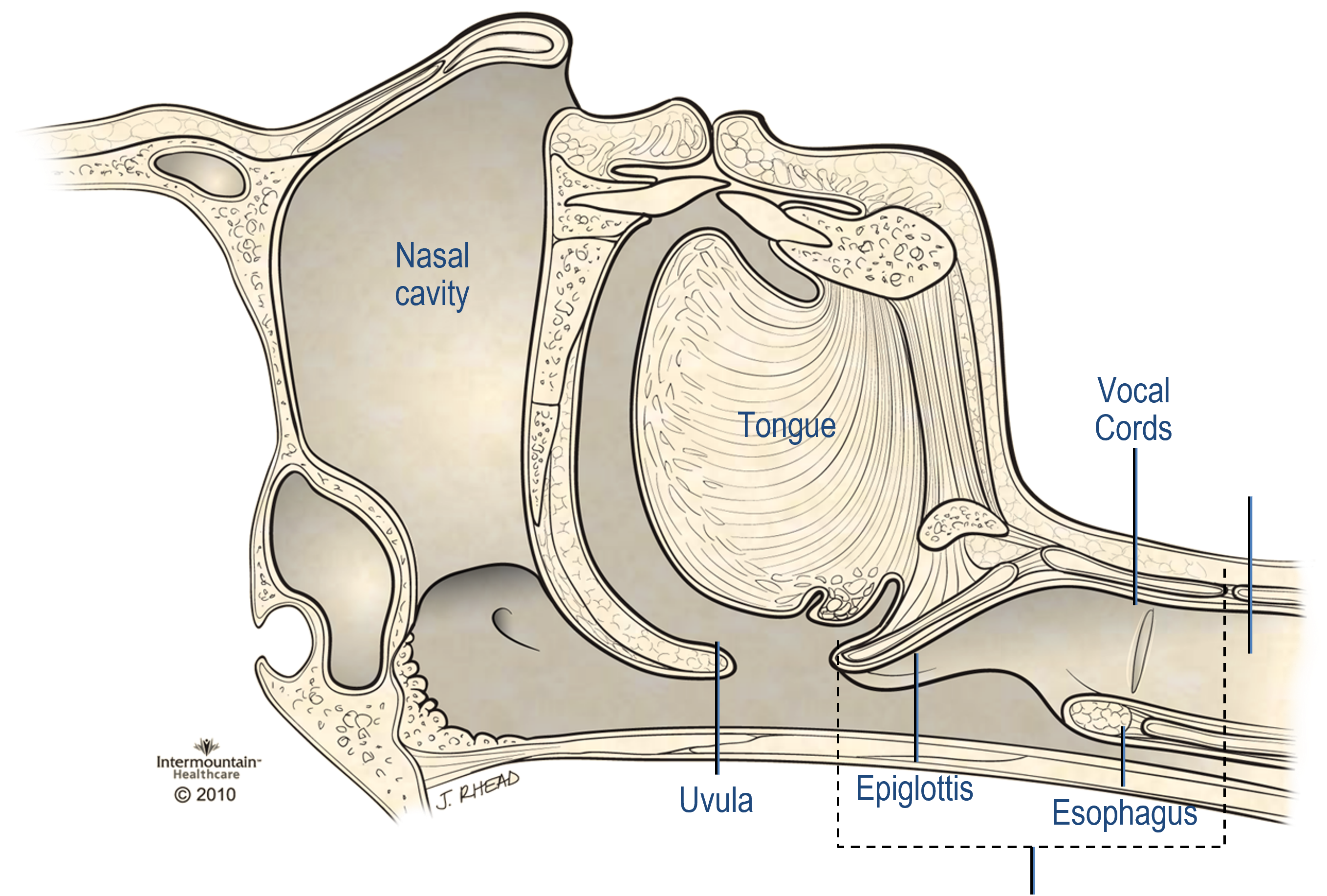 Airway Anatomy